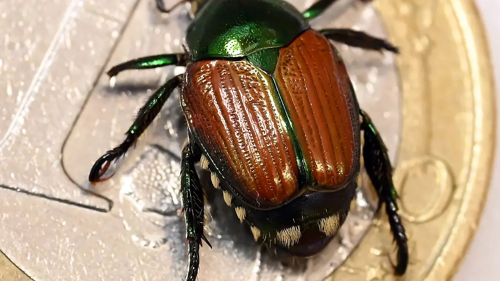 In-Freiburg-gibt-es-Beschraenkungen-wegen-des-Japankaefers