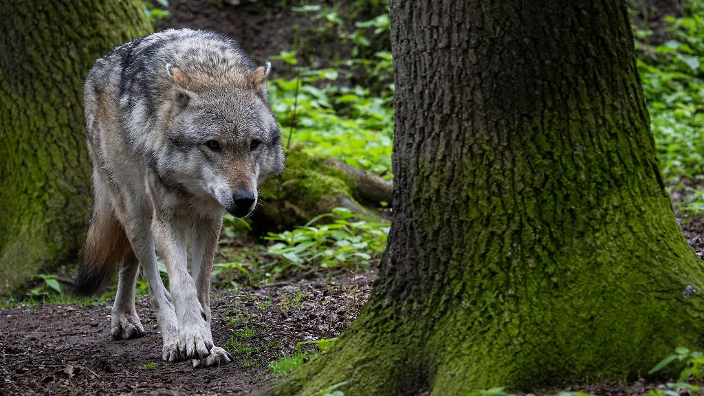 NRW-will-den-Herdenschutz-vor-Woelfen-nach-einem-Medienbericht-auf-das-ganze-Bundesland-ausdehnen