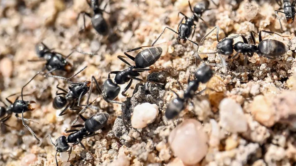 In-Baden-richteten-die-Ameisen-grosse-Schaeden-an