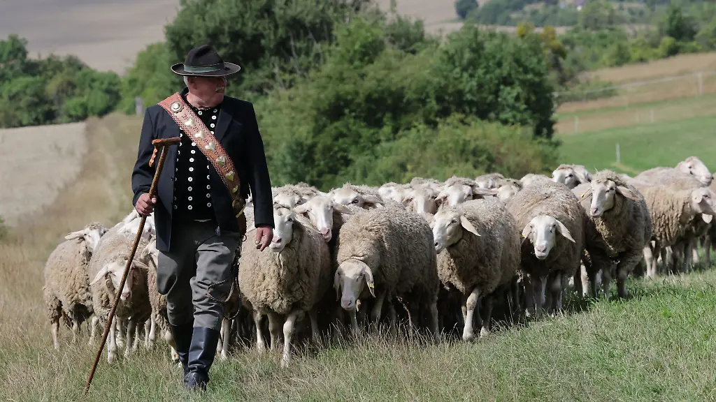 Mario-Scheffel-hat-seinen-Landesmeistertitel-der-Schaefer-in-Hohenfelden-verteidigt