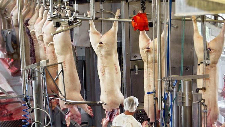 Fünf Sekunden bleiben für die Tötung eines Schweins.