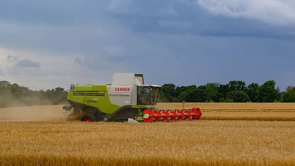 Der-Anbau-von-Getreide-in-Brandenburg-hat-nach-einem-Rueckgang-wieder-zugelegt