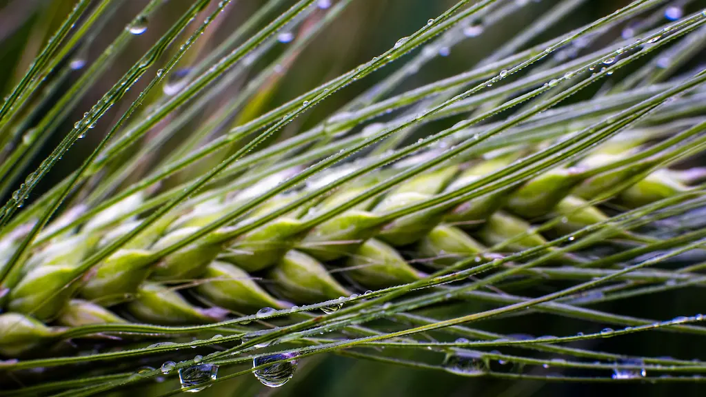 Eine-Wetterwende-koennte-die-Saison-gerade-noch-retten-Archivbild