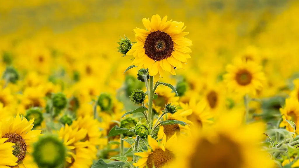Bis-zur-Wochenmitte-sind-noch-oefter-dunkle-Wolken-am-Himmel-zu-sehen-dann-kehrt-die-Sonne-zurueck