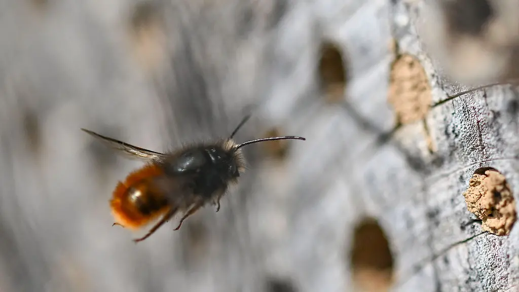 Wildbienen-brauchen-im-Hochsommer-ausreichend-Blueten
