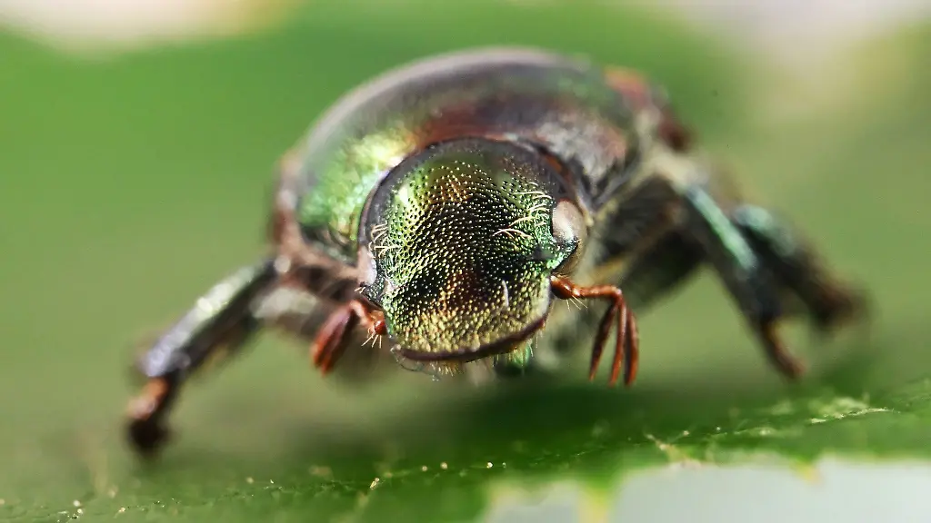 Der-Kaefer-kann-grossen-Schaden-anrichten