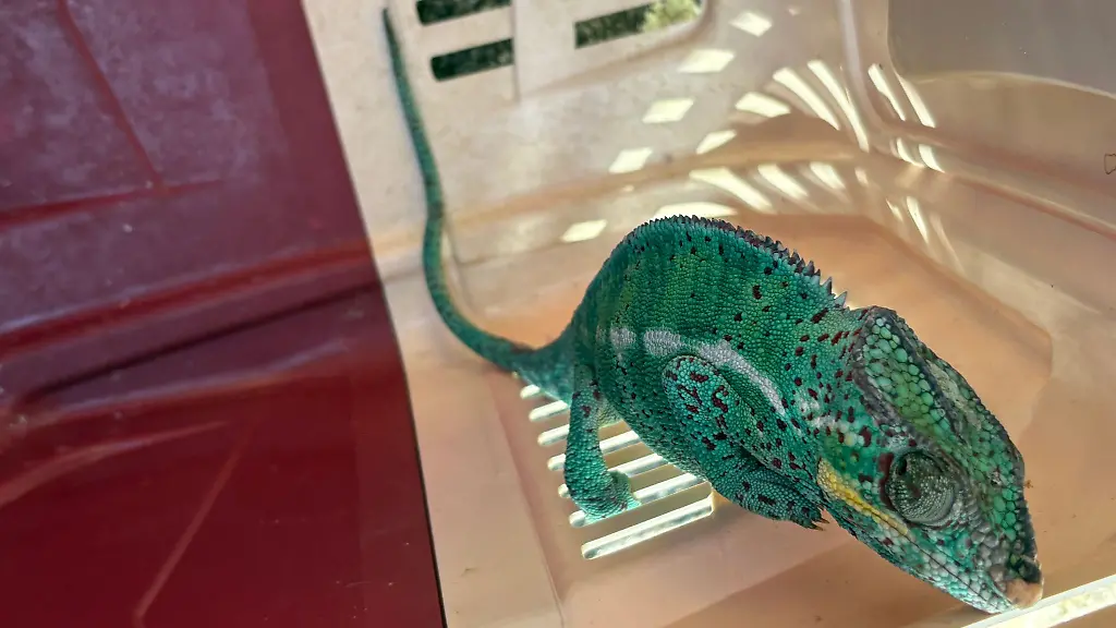 In-einer-Transportbox-wird-das-exotische-Tier-an-die-Universitaet-Konstanz-gebracht