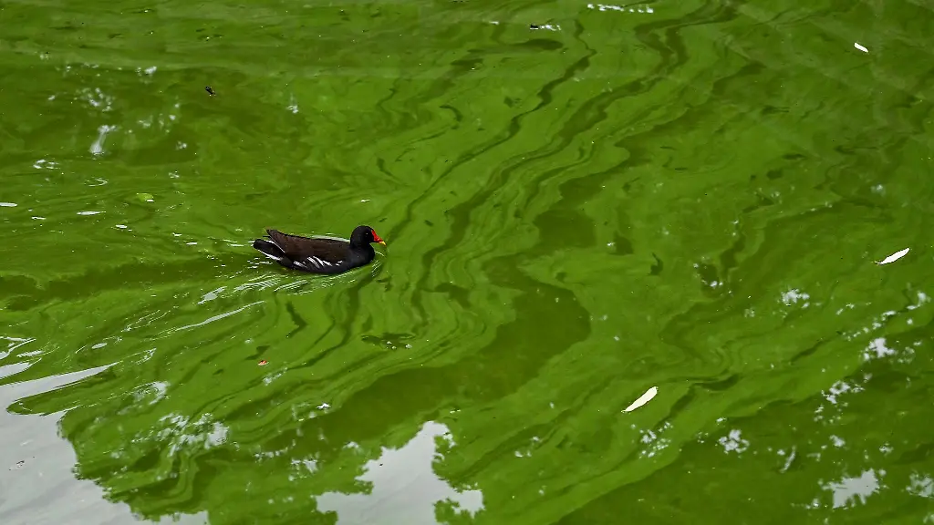 Blaualgen-koennen-gesundheitsschaedlich-sein