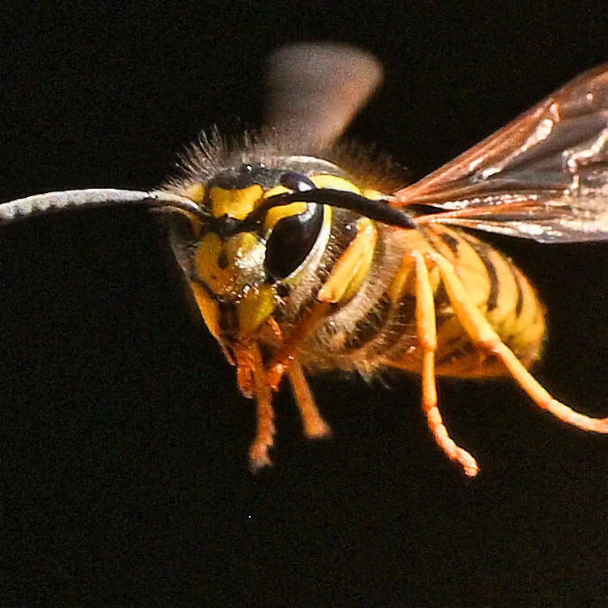 bambus rufa fargesia Nicht wuchernder Bambus 'Rufa' kaufen | Fargesia 'Rufa' main image 0