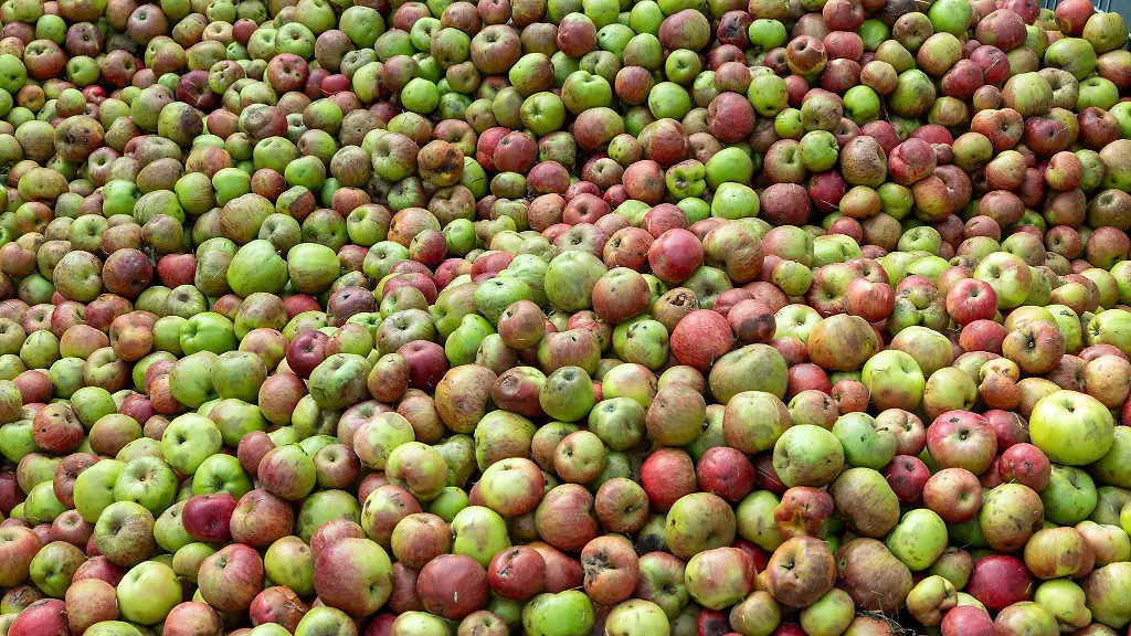 Obstbauern-und-Keltereien-rechnen-mit-guten-Ertraegen-in-diesem-Jahr
