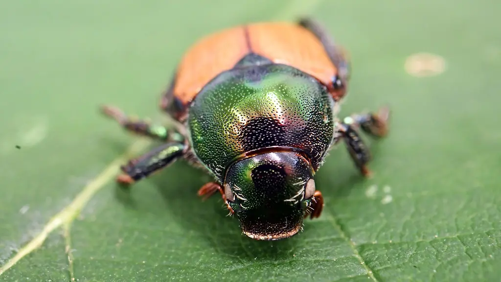 Der-Schaedling-kann-in-der-Landwirtschaft-grosse-Schaeden-verursachen