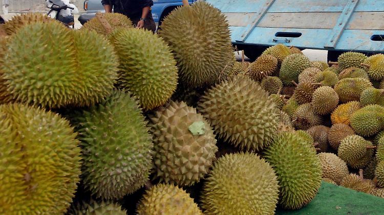 Die Durian-Frucht ist in Asien populär, aber in Flugzeugen und Hotels verboten.