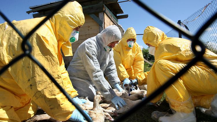 Vogelgrippewelle 2007: Zahlreiche infizierte Bestände werden getötet