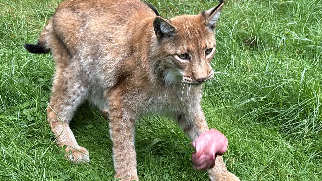 Es-geht-nichts-ueber-einen-schoenen-Brocken-Fleisch-Fuer-das-Pinselohr-ist-Fuetterungszeit-im-Hanauer-Wildpark-Alte-Fasanerie