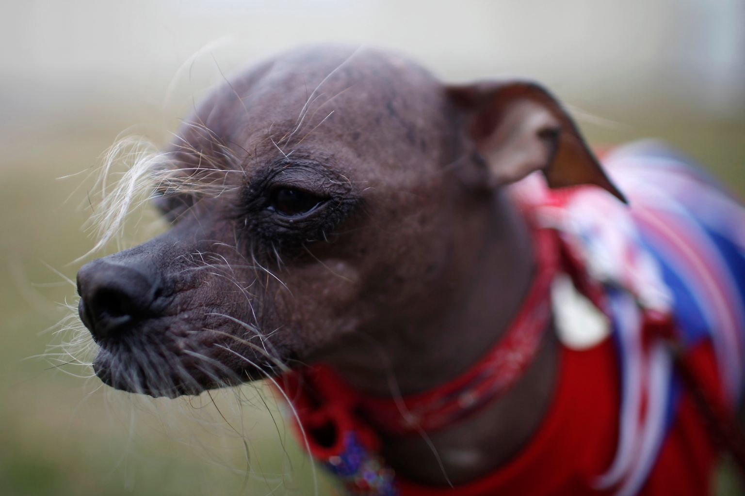 Ein spindeldürrer und haarloser Hund namens Mugly ist der hässlichste Hund der Welt.