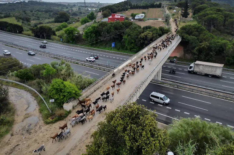 2025-08-08T081438Z-425549023-RC2SBEA2DQS2-RTRMADP-3-SPAIN-WILDFIRES-GOATS