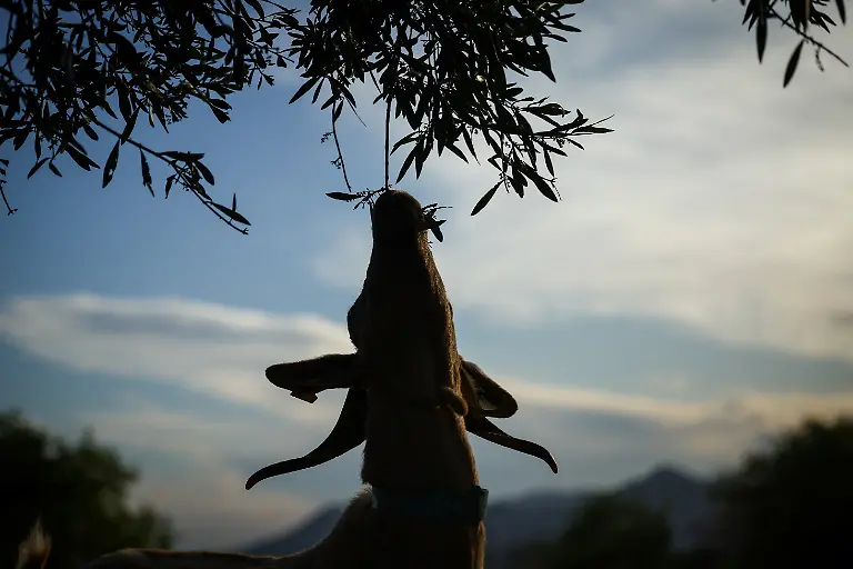 2025-08-08T081445Z-1471497901-RC25BEADOQ45-RTRMADP-3-SPAIN-WILDFIRES-GOATS