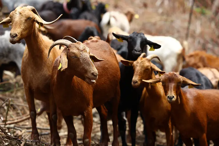 2025-08-08T081413Z-560461994-RC2BIEAZ6ROS-RTRMADP-3-SPAIN-WILDFIRES-GOATS