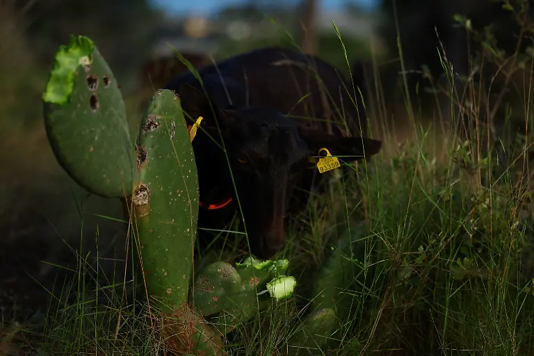 2025-08-08T081423Z-231625665-RC25BEAWVJCE-RTRMADP-3-SPAIN-WILDFIRES-GOATS