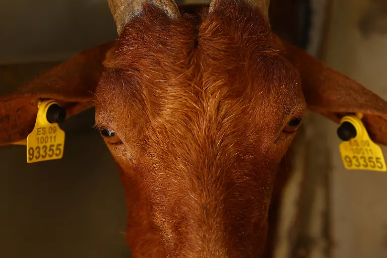 2025-08-08T081400Z-1728276344-RC2ZQFA4PTD0-RTRMADP-3-SPAIN-WILDFIRES-GOATS