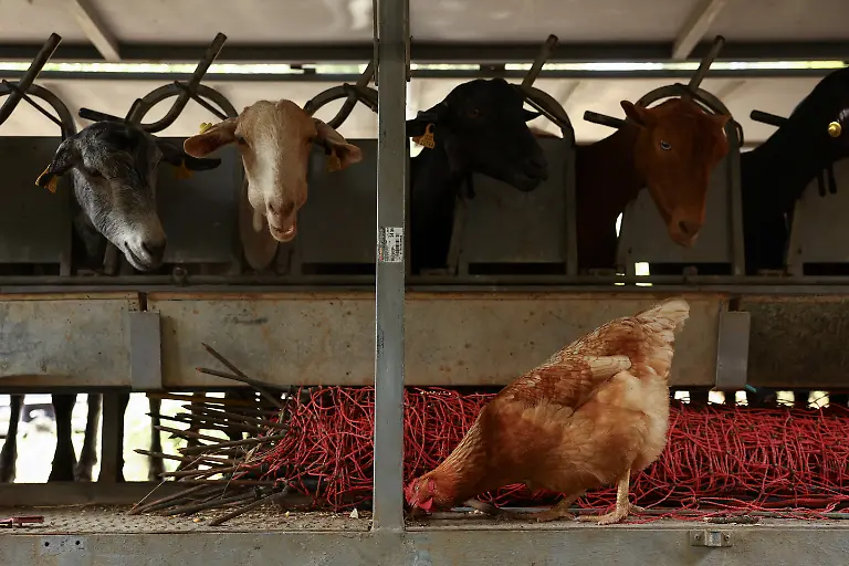 2025-08-08T081443Z-1689593986-RC2AIEAUQEFJ-RTRMADP-3-SPAIN-WILDFIRES-GOATS