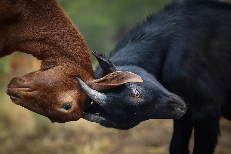 2025-08-08T081442Z-1358790654-RC2MBEA9EP5P-RTRMADP-3-SPAIN-WILDFIRES-GOATS