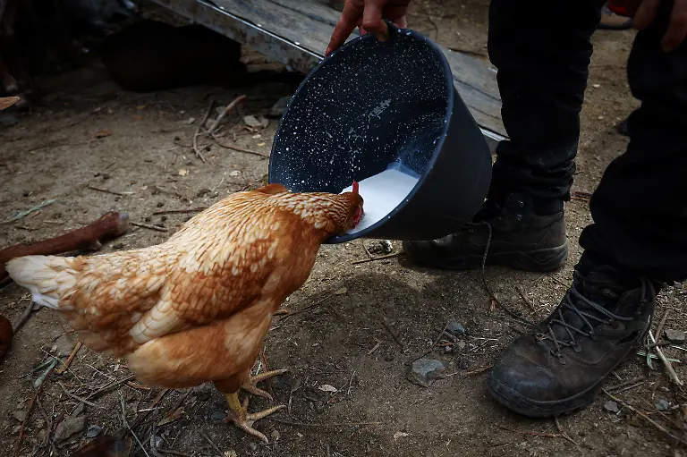 2025-08-08T081443Z-1399276161-RC2BIEAYE68N-RTRMADP-3-SPAIN-WILDFIRES-GOATS