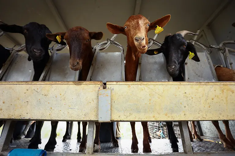 2025-08-08T081441Z-457156115-RC2MBEAUDCZX-RTRMADP-3-SPAIN-WILDFIRES-GOATS