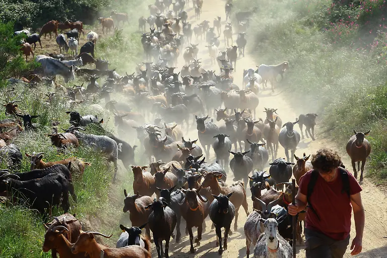 2025-08-08T081445Z-1940890120-RC245EAEVSTS-RTRMADP-3-SPAIN-WILDFIRES-GOATS