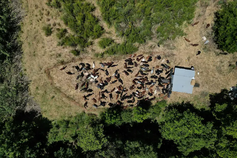 2025-08-08T081443Z-1976475159-RC2PNEATOBA5-RTRMADP-3-SPAIN-WILDFIRES-GOATS