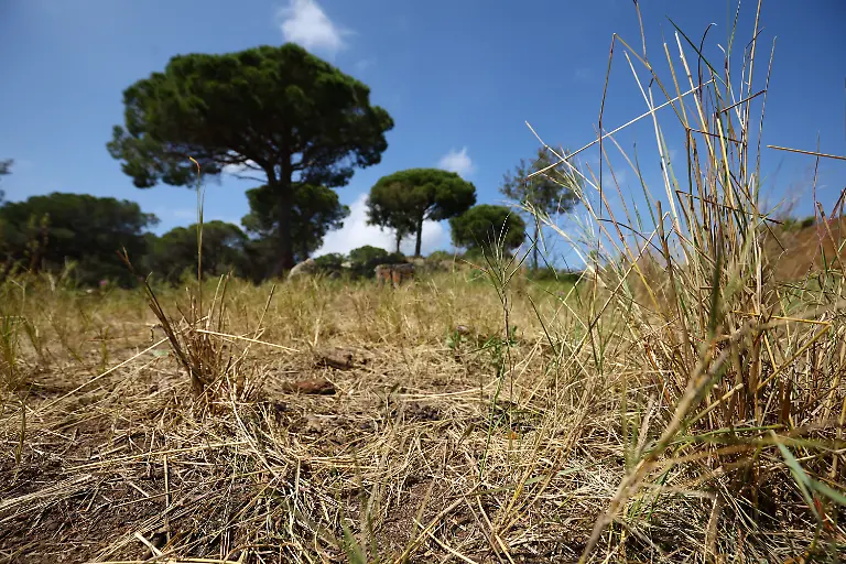 2025-08-08T081425Z-1695366205-RC215EA1Q65T-RTRMADP-3-SPAIN-WILDFIRES-GOATS