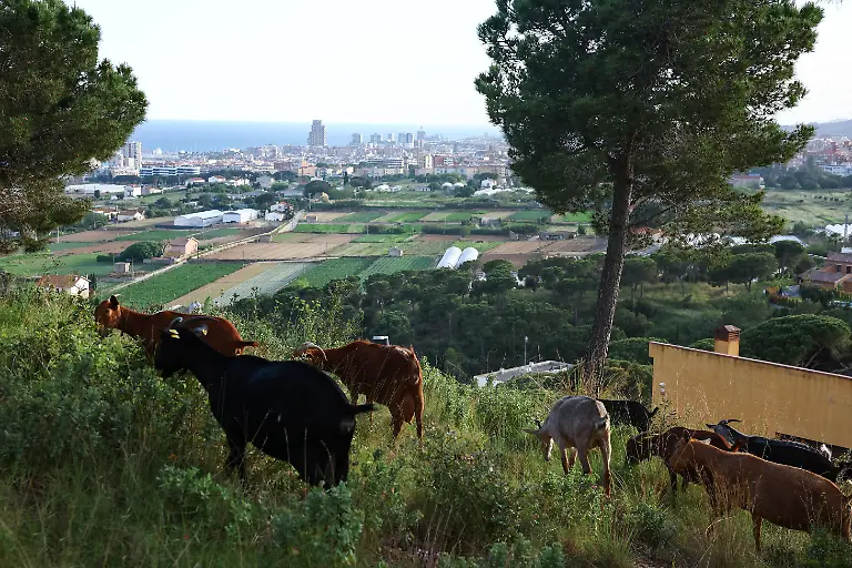 2025-08-08T081444Z-1646585517-RC25BEAKAYZ5-RTRMADP-3-SPAIN-WILDFIRES-GOATS