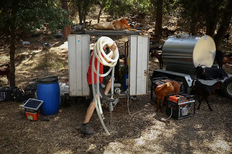 2025-08-08T081440Z-1547189023-RC2DQFAHCRPH-RTRMADP-3-SPAIN-WILDFIRES-GOATS