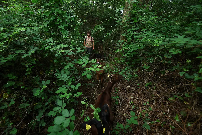 2025-08-08T081433Z-682375494-RC2QNEAHK8S9-RTRMADP-3-SPAIN-WILDFIRES-GOATS