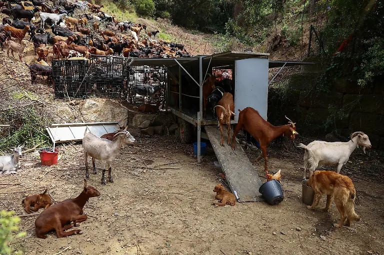 2025-08-08T081428Z-1588583679-RC2AIEARC478-RTRMADP-3-SPAIN-WILDFIRES-GOATS