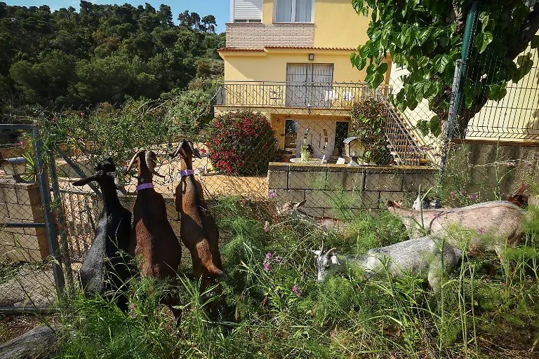 2025-08-08T081445Z-902791599-RC2RNEAE95QX-RTRMADP-3-SPAIN-WILDFIRES-GOATS-1