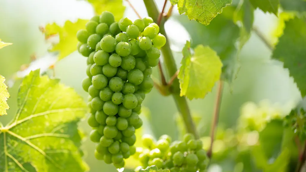 Den-Trauben-im-Saarland-geht-es-gut-Sie-versprechen-nach-Einschaetzung-des-Winzerpraesidenten-einen-besonderen-Jahrgang