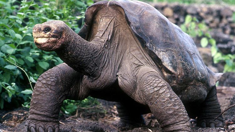 "Lonesome George" im Jahr 2001.
