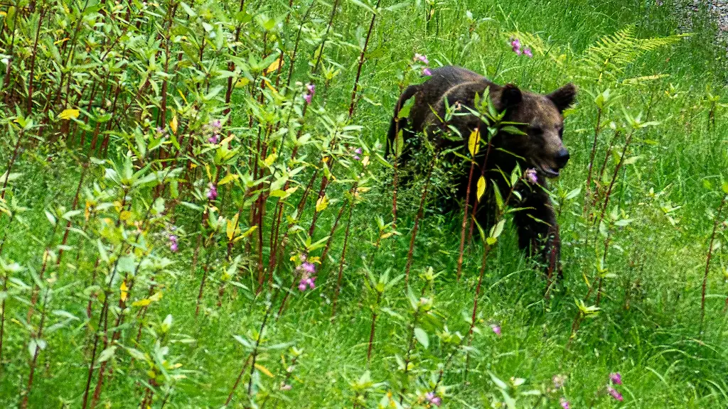 Wildbaerin-JJ4-heisst-nicht-mehr-Gaia
