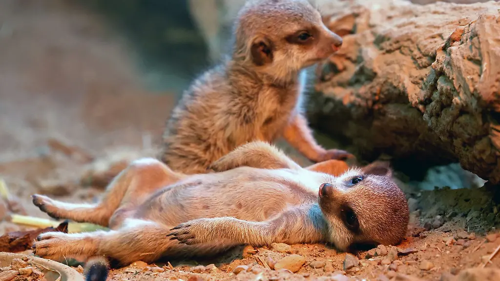 Der-Landeszootag-am-Freitag-richtet-sich-mit-seinen-Angeboten-vor-allem-an-junge-Besucher