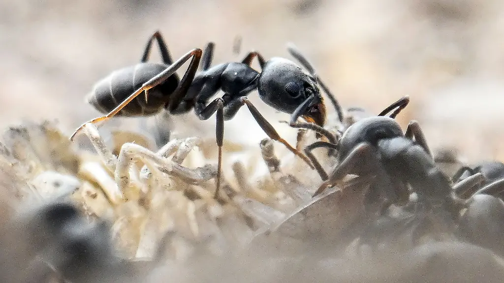 Gefährliche Art entdeckt: Neue invasive Ameise in Stuttgart – Stich kann lebensgefährliche Schocks auslösen