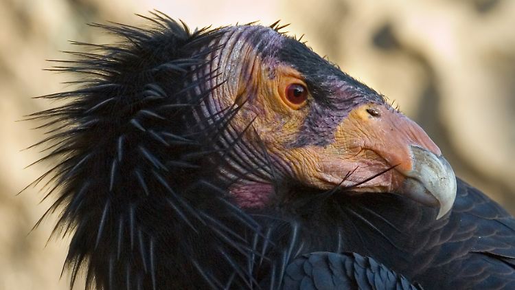 Der Kalifornische Kondor zählt zur Familie der Neuweltgeier.