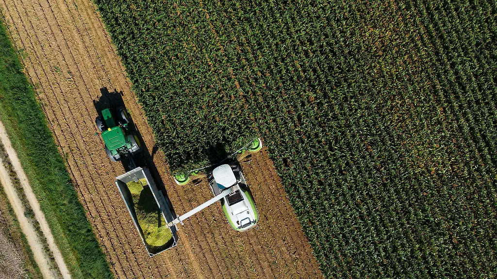 Mais-ist-die-wichtigste-Kultur-auf-den-Feldern-in-Bayern