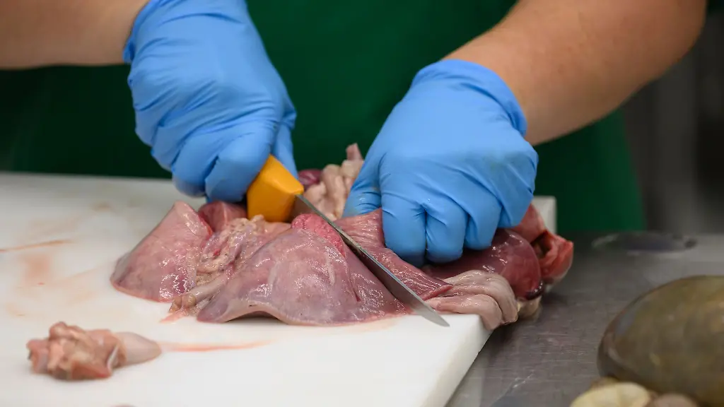 Die-Landesuntersuchungsanstalt-Sachsen-nimmt-regelmaessig-Proben-um-Lebensmittel-und-Tierkoerper-zu-untersuchen