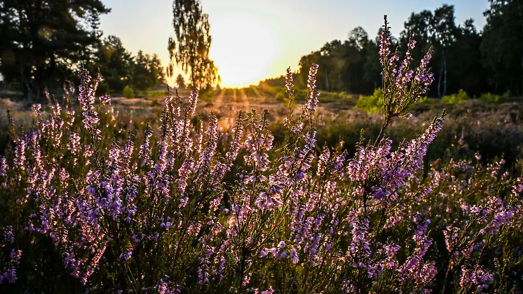 In-der-Kyritz-Ruppiner-Heide-blueht-derzeit-das-Heidekraut