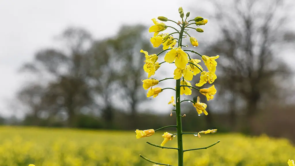 Bluehender-Raps-schmueckt-die-Landschaft-im-Fruehling-In-diesem-Jahr-folgen-hohe-Ertraege-in-Schleswig-Holstein