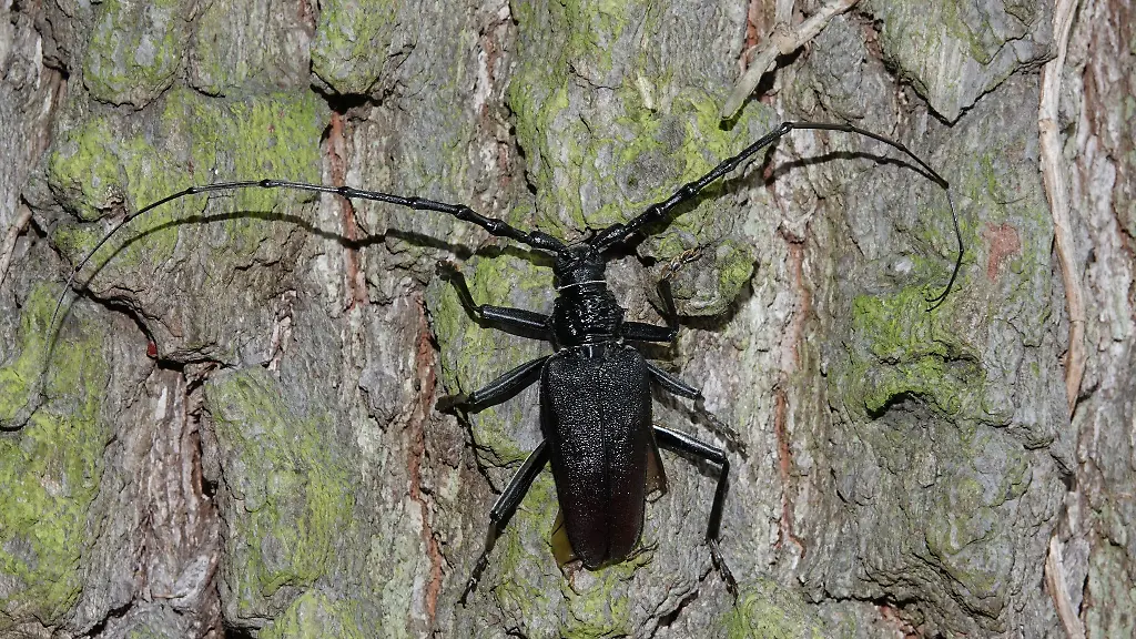 Wer-als-Besucher-den-Kaefer-entdeckt-soll-die-Sichtung-dem-Gartenteam-des-Botanischen-Gartens-melden