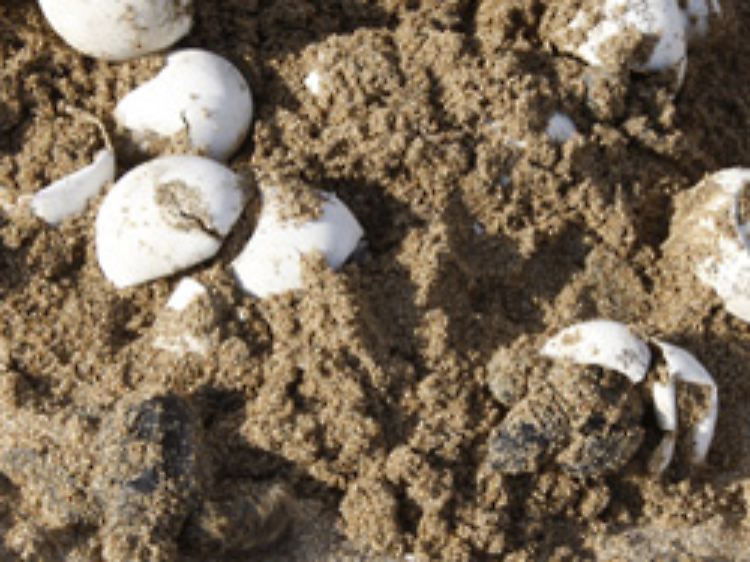 Unechte Karettschildkröten (Caretta caretta) kurz nach dem Schlüpfen.