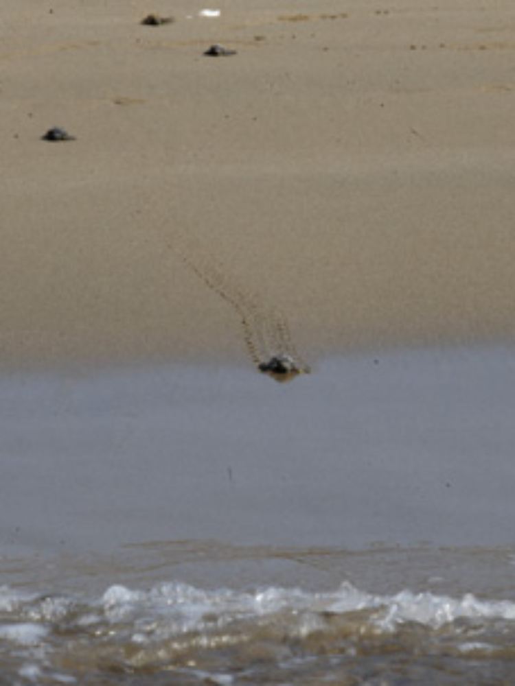 Die kleinen Schildkröten streben kürz nach dem Schlüpfen instinktiv zum Meer.