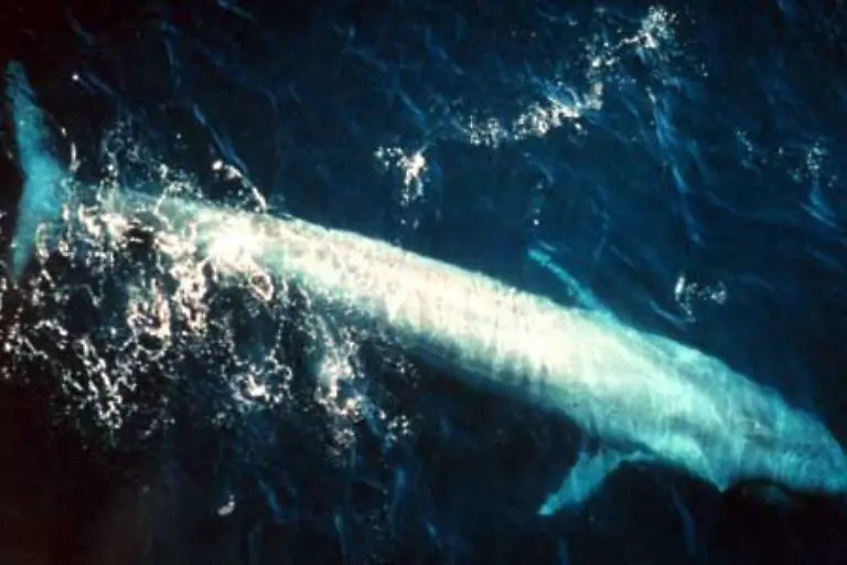 Der-Blauwal-beispielsweise-kann-bis-zu-33-5-Meter-lang-und-200-Tonnen-schwer-werden-Er-ist-damit-das-schwerste-Tier-das-jemals-auf-der-Erde-gelebt-hat